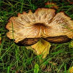 mushroomhdr