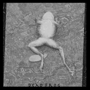 Dead Frog - © John Neel