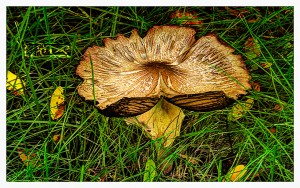 Mushroom - © John neel